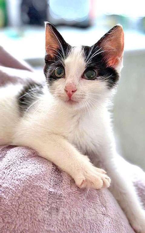 Кошки в Санкт-Петербурге: Ласковый трогательный котёнок Кузя ищет дом  Мальчик, 10 руб. - фото 4