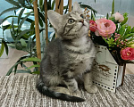 Кошки в Москве: Маленький котенок-девочка Веточка ищет дом Девочка, Бесплатно - фото 2