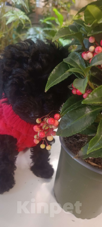 Собаки в других городах Московской области: Той пуделята.  Девочка, 45 000 руб. - фото 3