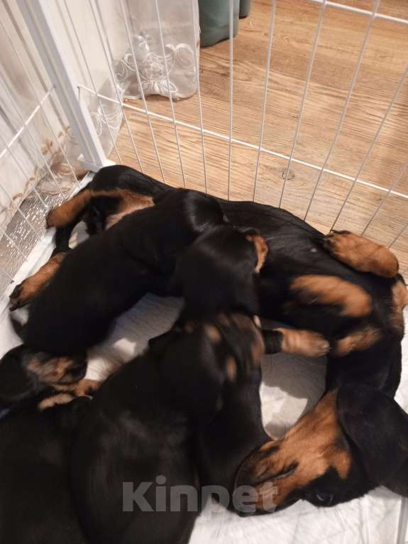 Собаки в Санкт-Петербурге: Щенок карликовой таксы девочка Девочка, 15 000 руб. - фото 7