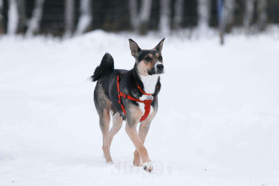 Собаки в других городах Тульской области: Белла 1,5 года - красотка ищет дом!  Девочка, Бесплатно - фото 3