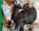 Кошки в Москве: Котята в добрые руки Разнополые, Бесплатно - фото 2