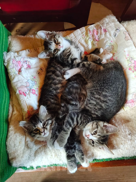 Кошки в Москве: Котята в добрые руки Разнополые, Бесплатно - фото 2