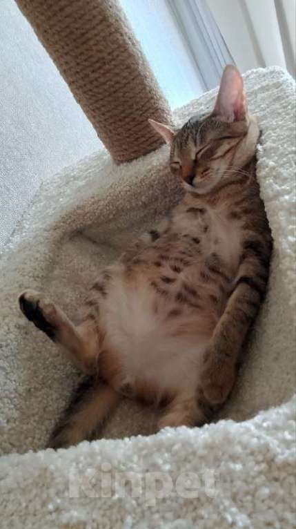 Кошки в Москве: Денежная кошка ищет дом Девочка, Бесплатно - фото 5