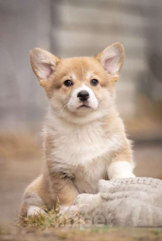 Собаки в Пушкино: Щенки вельш корги Пемброк Мальчик, 40 000 руб. - фото 2