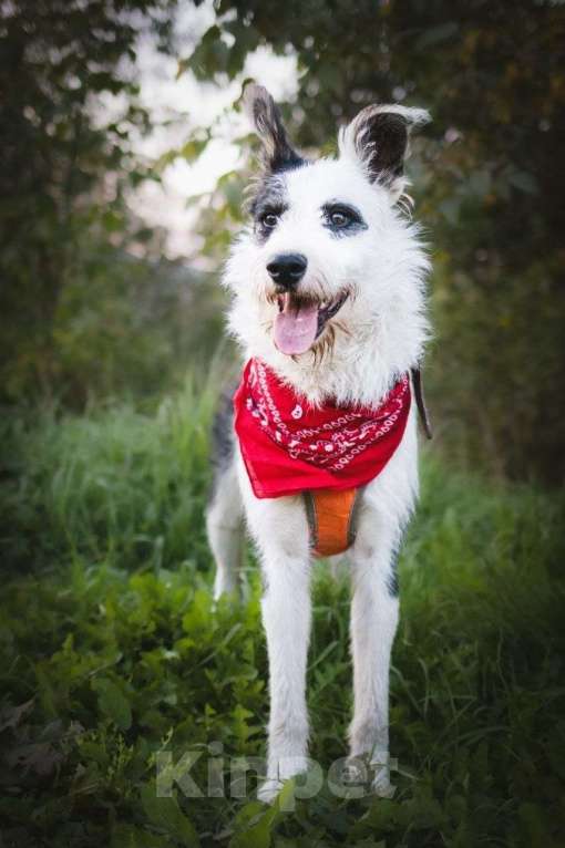 Собаки в Москве: Весельчак Добби в поисках семьи Мальчик, Бесплатно - фото 6