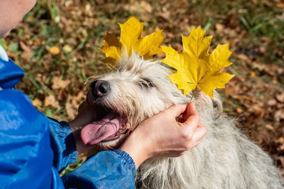 Собаки в Подольске: Зайке нужен дом  Девочка, Бесплатно - фото 4