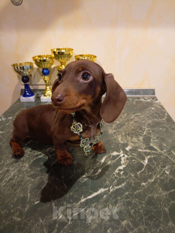 Собаки в Москве: Девочка 1500гр. Девочка, 70 000 руб. - фото 5