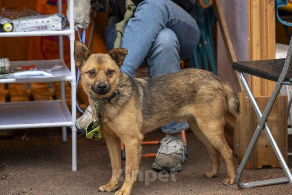Собаки в Санкт-Петербурге: Маленький ласковый таксообразный пёсик Мальчик, Бесплатно - фото 2