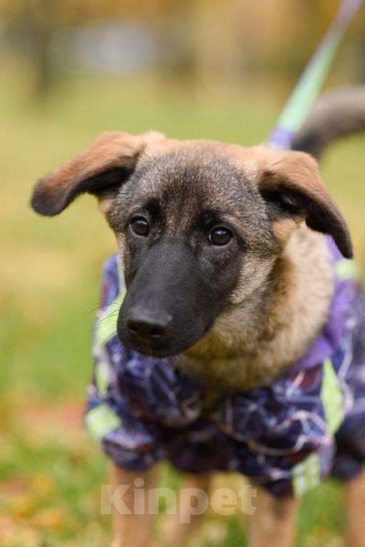Собаки в Москве: Баффи Девочка, Бесплатно - фото 1