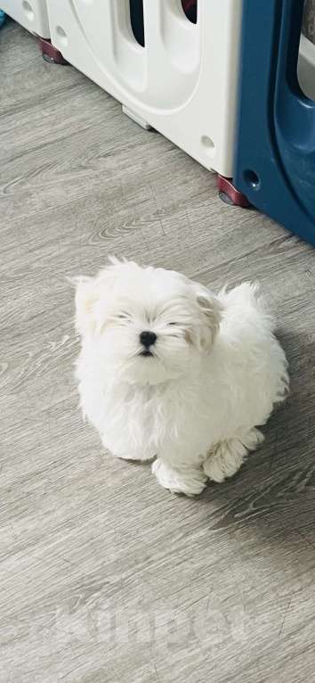 Собаки в Барнауле: Мальтийская болонка Мальчик, 55 000 руб. - фото 3