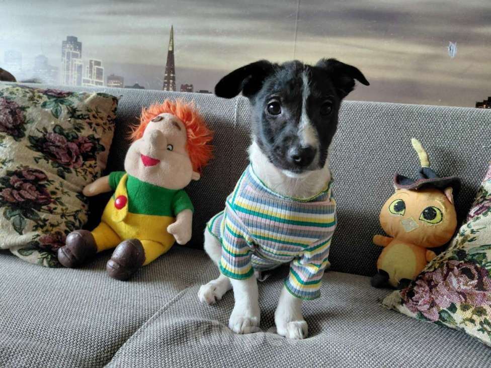 Собаки в Санкт-Петербурге: Красивый щенок от мелкой собачки Мальчик, Бесплатно - фото 3