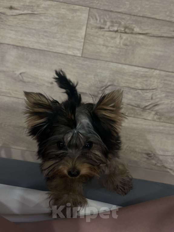 Собаки в Новосибирске: Щенок Йоркширского терьера Девочка, 25 000 руб. - фото 2