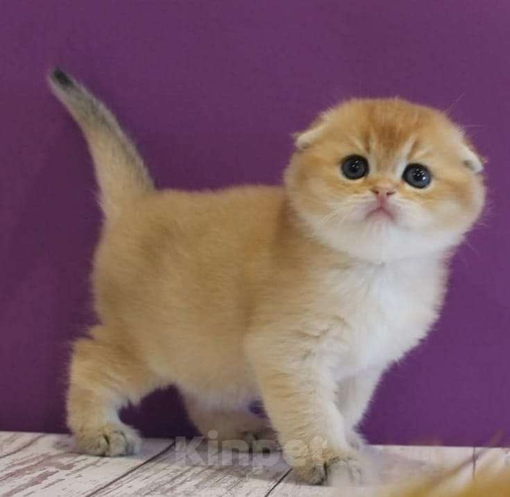 Кошки в Москве: Шотландские котята Мальчик, 35 000 руб. - фото 4