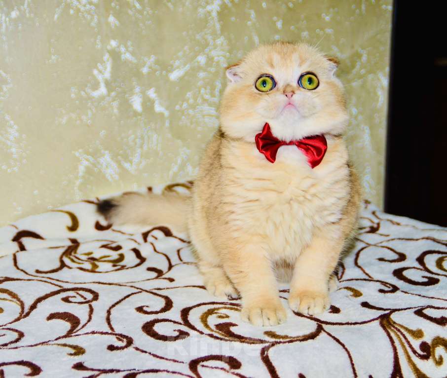 Кошки в Москве: Мальчик шотландский вислоухий Мальчик, 45 000 руб. - фото 2