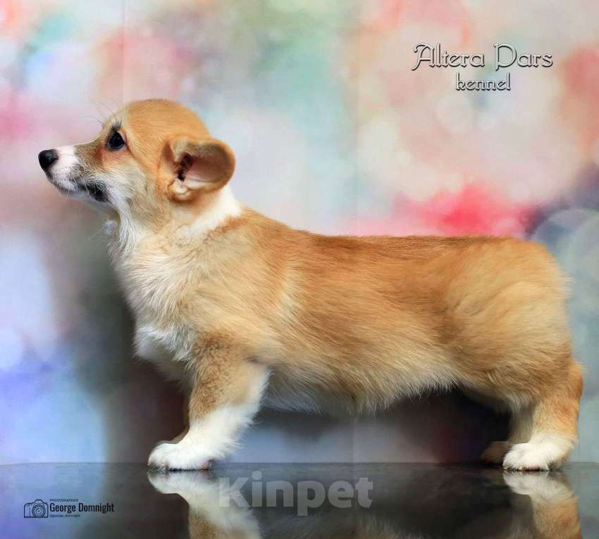 Собаки в Москве: Вельш корги пемброк Девочка, 80 000 руб. - фото 3