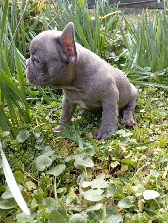 Собаки в Москве: Щенок Французский бульдог Продажа, бронь Разнополые, 55 000 руб. - фото 9