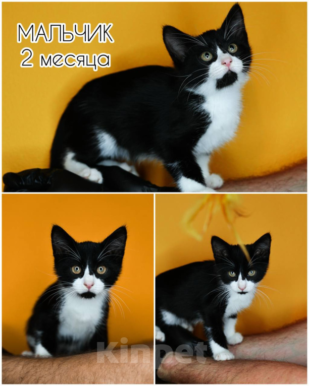 Кошки в Балашихе: Котята в добрые руки Разнополые, Бесплатно - фото 2