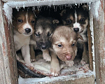 Собаки в Екатеринбурге: Одно месячные щенки Мальчик, Бесплатно - фото 6
