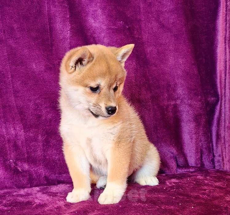 Собаки в Москве: Сиба ину. Девочка - 2 мес. Девочка, 60 000 руб. - фото 5