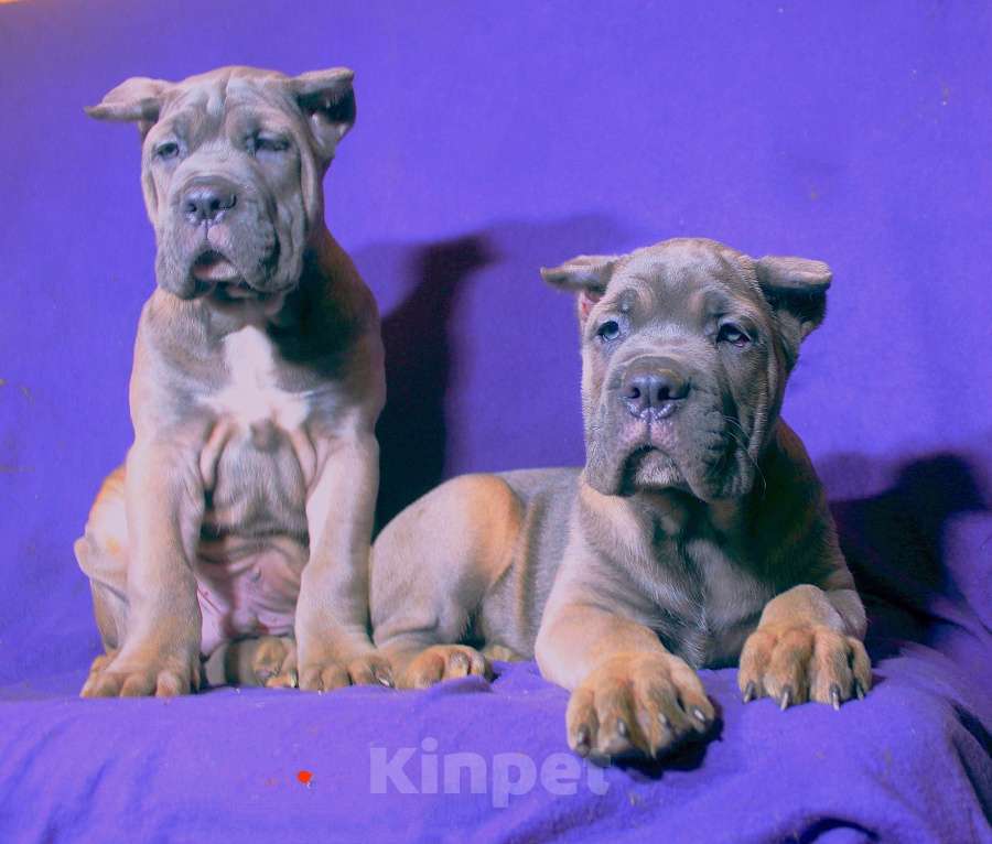 Собаки в других городах Ярославской области: Корсята Девочка, 80 000 руб. - фото 6