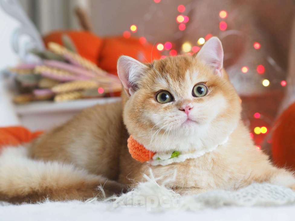 Кошки в Москве: Британский котёнок Джиган Мальчик, 120 000 руб. - фото 4