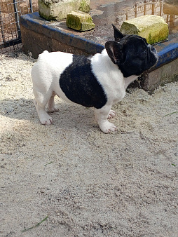 Французский бульдог