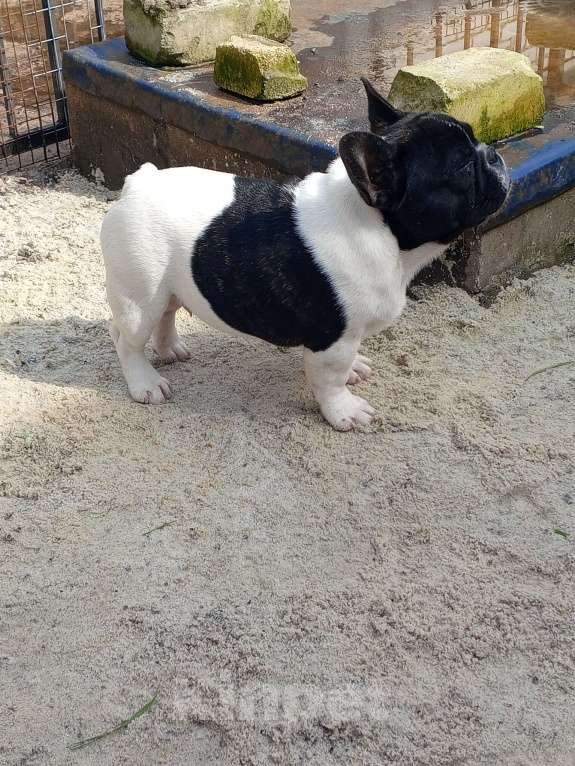 Собаки в Воронеже: Французский бульдог Мальчик, Бесплатно - фото 1