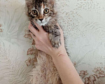 Кошки в Мур: Мейнкунята, 15 000 руб. - фото 5