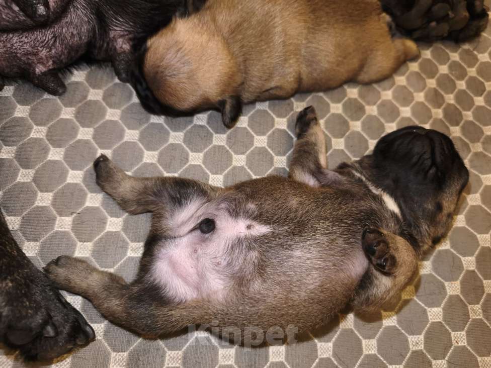 Собаки в Севастополе: Денни ДеВито Мальчик, 70 000 руб. - фото 4