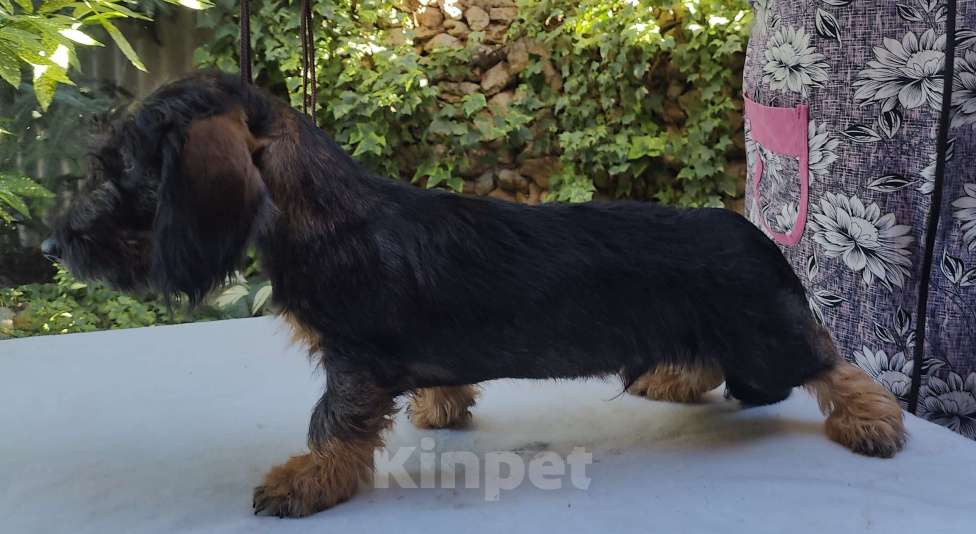 Собаки в Керчи: Продается щенок жесткошерстной таксы Мальчик, 35 000 руб. - фото 3