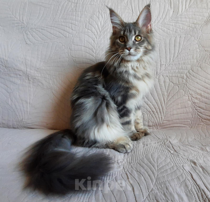 Кошки в Вологде: Котята мейн кун полидакт Девочка, 35 000 руб. - фото 2