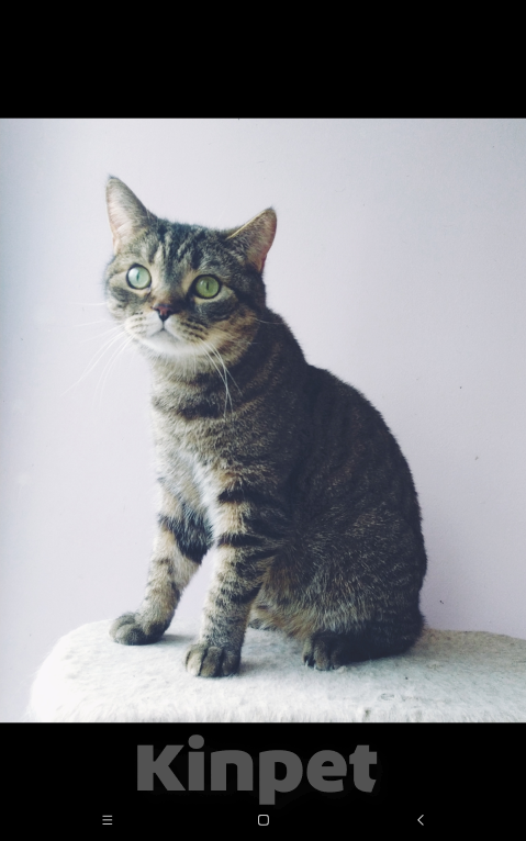 Кошки в Москве: Шотландские мальчики Мальчик, 10 000 руб. - фото 7