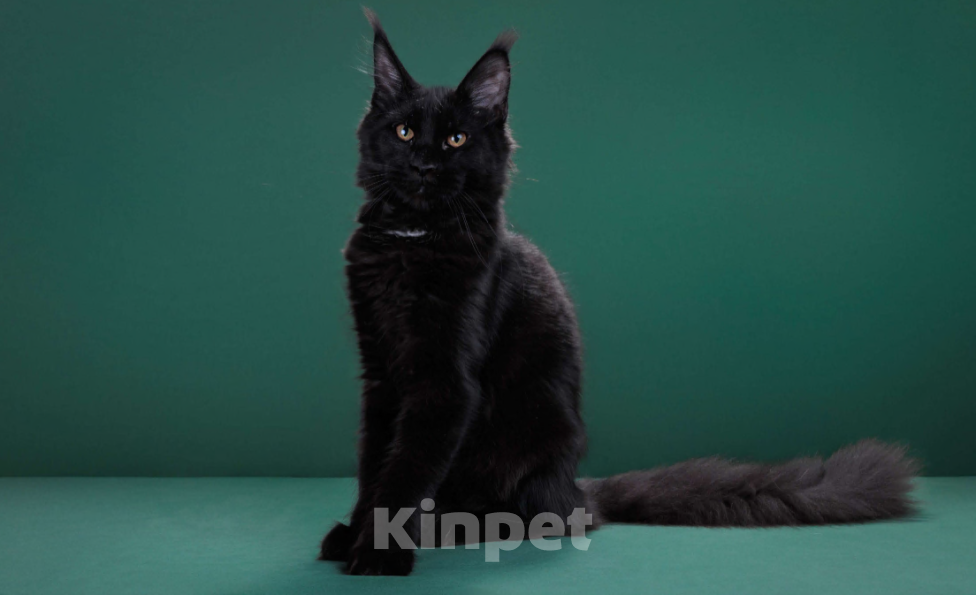 Кошки в Красногорске: Котенок девочка Девочка, Бесплатно - фото 1