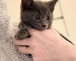 Кошки в Москве: Котята в добрые ответственные руки Девочка, Бесплатно - фото 3