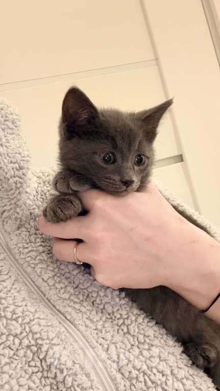 Кошки в Москве: Котята в добрые ответственные руки Девочка, Бесплатно - фото 3