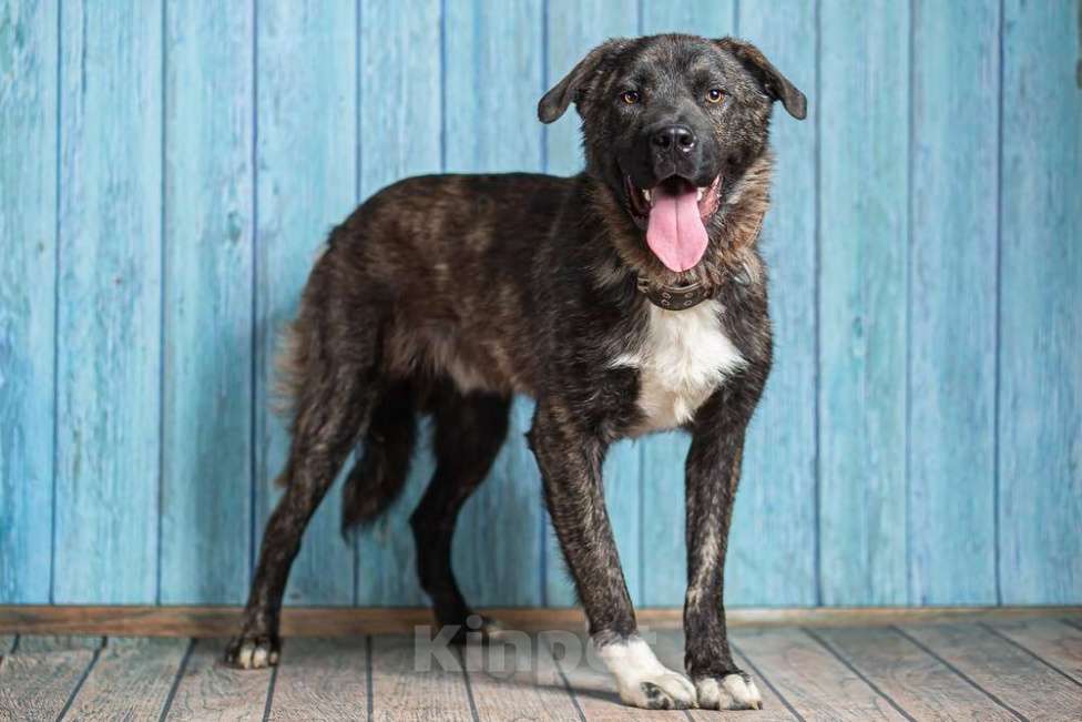 Собаки в Москве: Бульмастиф Алан в добрые руки Мальчик, 1 руб. - фото 7