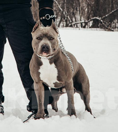 Собаки в Раменском: подрощенный голубой щенок Девочка, 50 000 руб. - фото 3