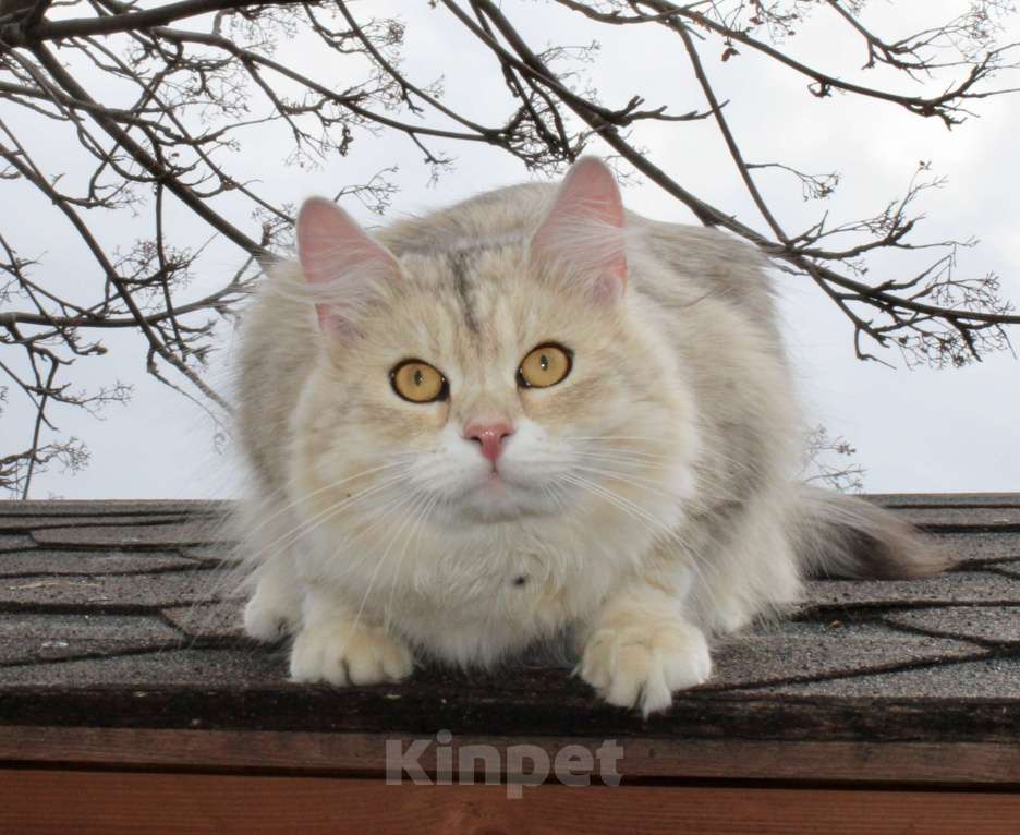 Кошки в Тюмени: Сибирский котёнок Мальчик, 15 000 руб. - фото 1