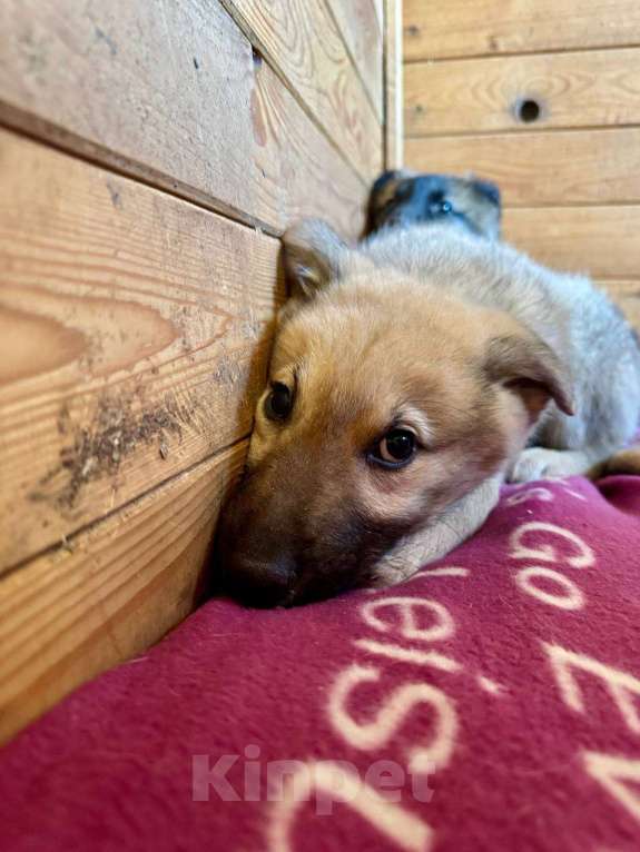 Собаки в Люберцах: Мальчик в добрые руки  Мальчик, Бесплатно - фото 1