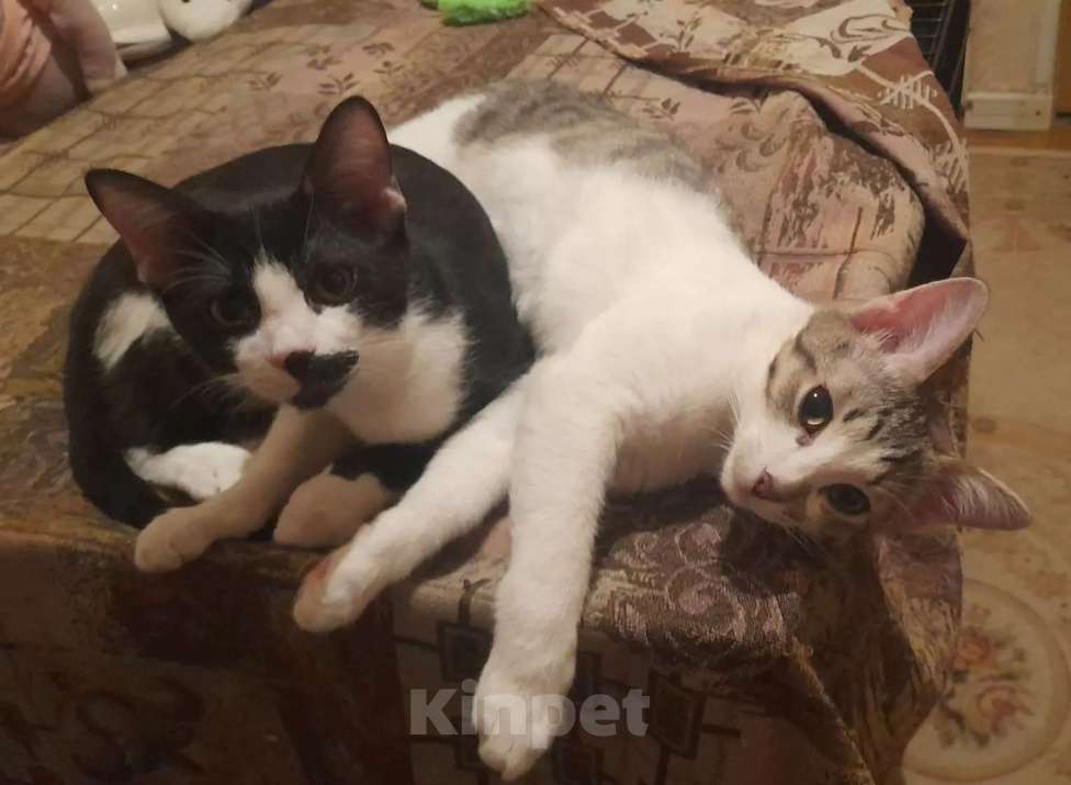 Кошки в Москве: Нежный котик Филя 3,7 месяца Мальчик, 200 руб. - фото 2