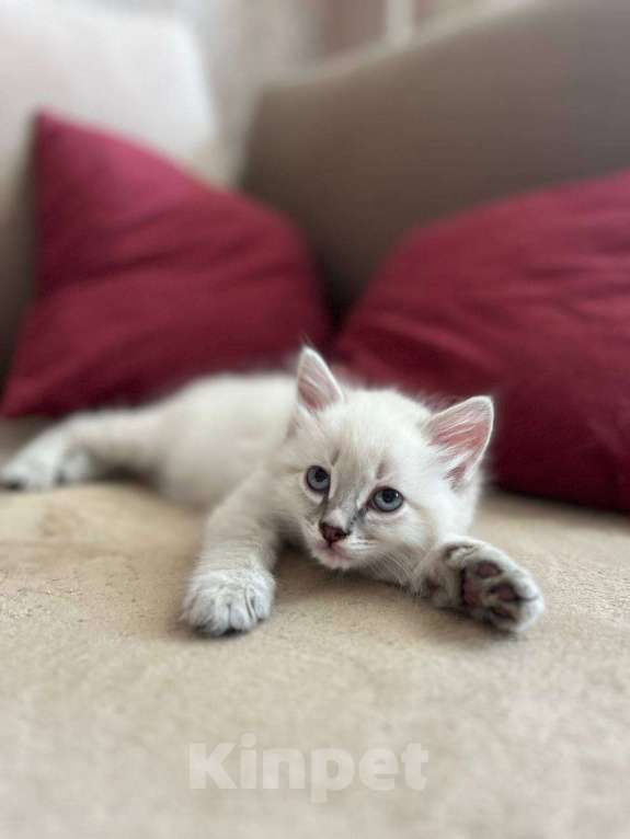 Кошки в Йошкаре-Оле: Котята породы Невская маскарадная Мальчик, 8 000 руб. - фото 4