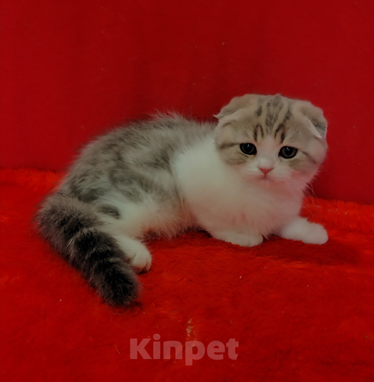 Кошки в Москве: Котик голубой мрамор на золоте с белым Мальчик, 20 000 руб. - фото 6