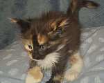 Кошки в Санкт-Петербурге: Девочка -полидакт 66 66 Девочка, 60 000 руб. - фото 3