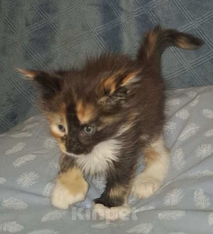 Кошки в Санкт-Петербурге: Девочка -полидакт 66 66 Девочка, 60 000 руб. - фото 3