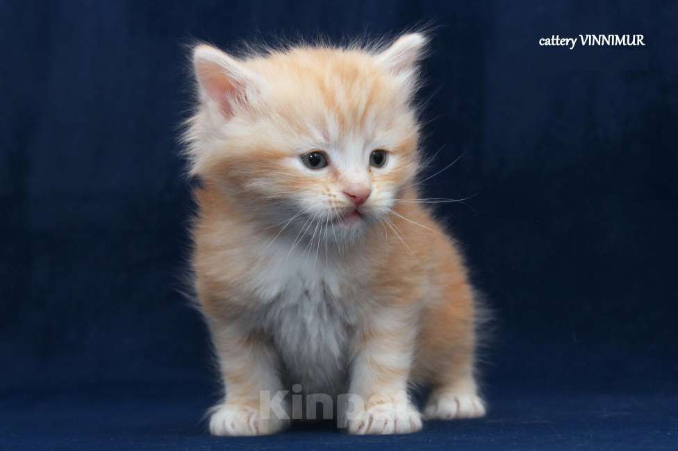 Кошки в Санкт-Петербурге: Сибирский котенок Мальчик, Бесплатно - фото 5