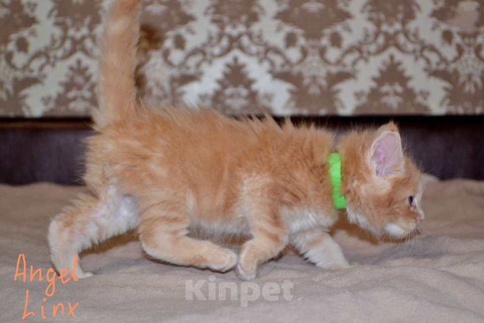 Кошки в Москве: Котик мейн-кун Мальчик, 25 000 руб. - фото 5