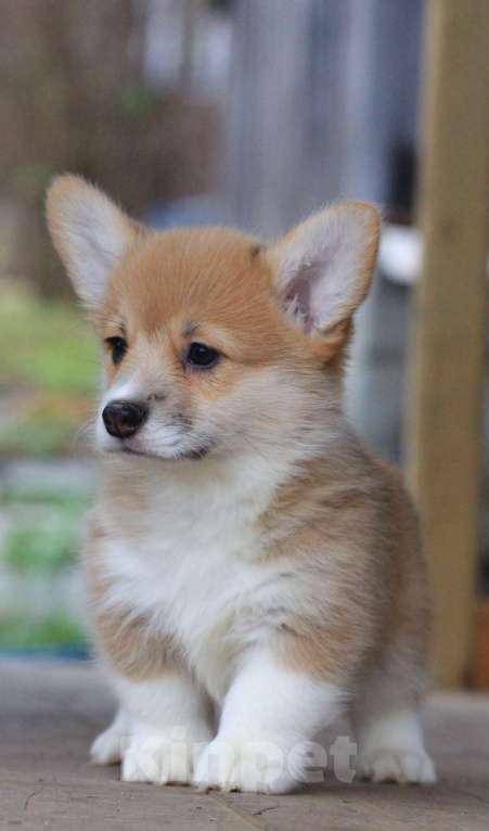 Собаки в Москве: Amansi Je t'aime Девочка, 70 000 руб. - фото 3