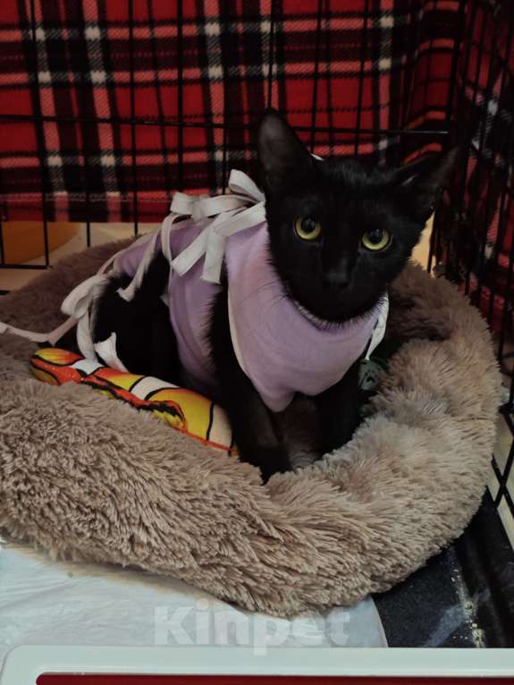 Кошки в Санкт-Петербурге: Срочно!!! Отдам в Добрые руки!!! Девочка, Бесплатно - фото 2