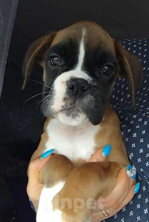 Собаки в Екатеринбурге: Девочка немецкий боксёр Девочка, 55 000 руб. - фото 5